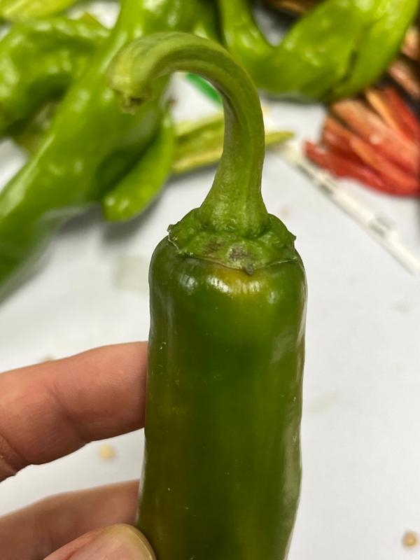 해당파일이미지